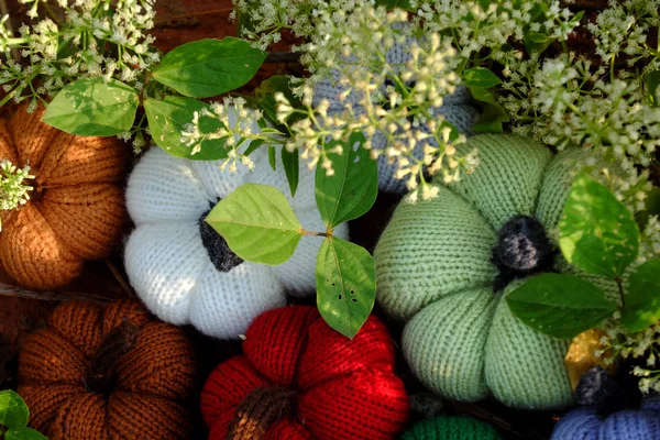 Grupo Abóboras Coloridas Jardim Grama Terra Com Flores Minúsculas Branco — Fotografia de Stock