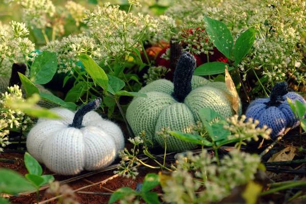 Group Colorful Pumpkins Garden Grass Land Tiny Flowers White Handmade — Stock Photo, Image