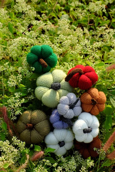 Grupp Färgglada Pumpor Trädgården Gräs Mark Med Små Blommor Vitt — Stockfoto