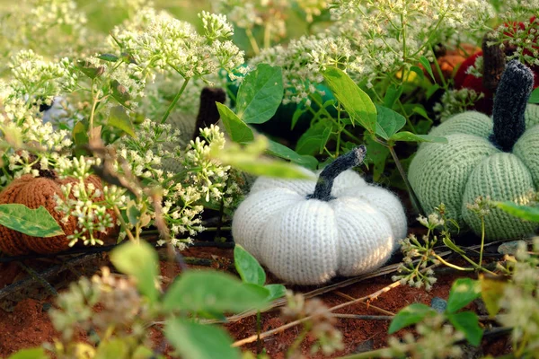 Group Colorful Pumpkins Garden Grass Land Tiny Flowers White Handmade — Stock Photo, Image