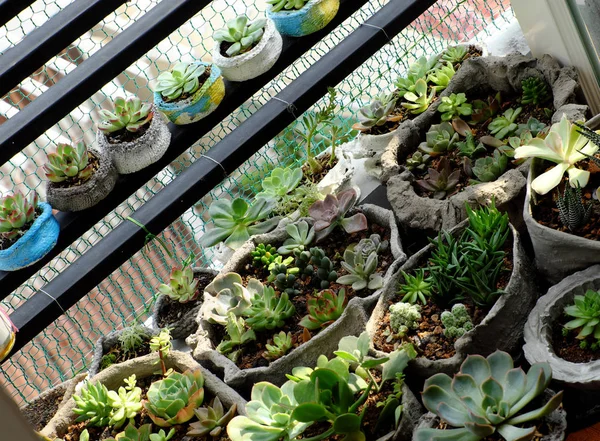 Mini Giardino Sul Balcone Casa Pentola Cemento Con Cactus Pianta — Foto Stock