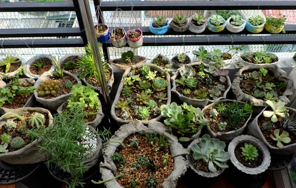 Mini Kert Erkély Ház Cement Pot Kaktusz Vagy Zamatos Növényi — Stock Fotó