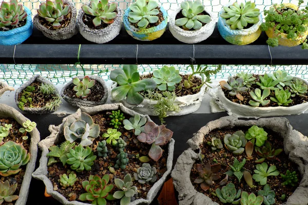 Mini Giardino Sul Balcone Casa Pentola Cemento Con Cactus Pianta — Foto Stock