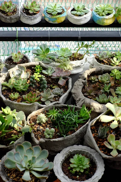 Mini Garden Balcony House Cement Pot Cactus Succulent Plant Make — Stock Photo, Image