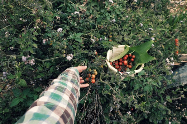 Ręka Kobiety Zbioru Pomidorów Cherry Dziki Rosną Użytkach Zielonych Zdjęcie — Zdjęcie stockowe