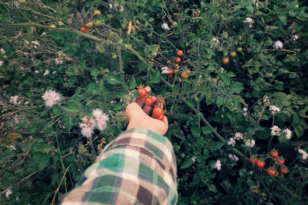 Woman Hand Harvesting Wild Cherry Tomato Grow Grassland Photo Cyan — Stock Photo, Image
