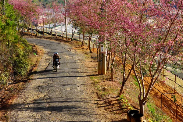 High View Beautiful Landscape Row Sakura Blossom Tree Blue Sky — Stock Photo, Image