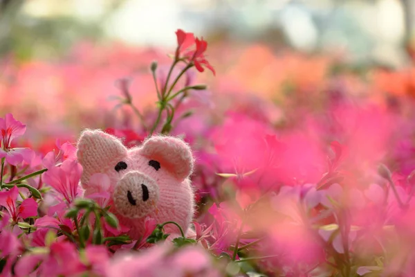 Amazing Exciting Scene Handmade Pink Piggy Hide Geranium Flower Garden — Stock Photo, Image