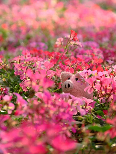 Amazing Exciting Scene Handmade Pink Piggy Hide Geranium Flower Garden — Stock Photo, Image