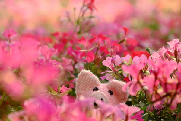 Amazing Exciting Scene Handmade Pink Piggy Hide Geranium Flower Garden — Stock Photo, Image