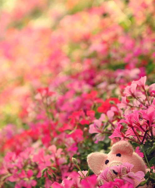 Amazing Exciting Scene Handmade Pink Piggy Hide Geranium Flower Garden — Stock Photo, Image