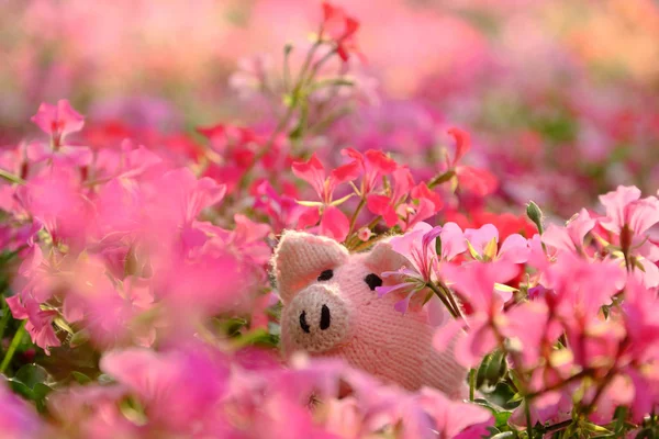 Amazing Exciting Scene Handmade Pink Piggy Hide Geranium Flower Garden — Stock Photo, Image