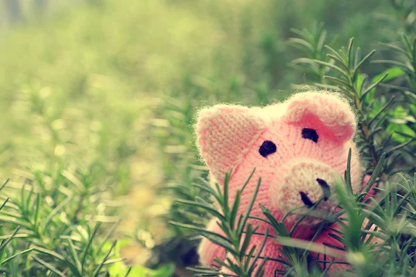 Amazing Funny Scene Handmade Pink Pig Hide Rosemary Garden Close — Stock Photo, Image