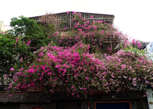 Niesamowity dom z bougainvillea różowy kwiat pokrycie elewacji — Zdjęcie stockowe