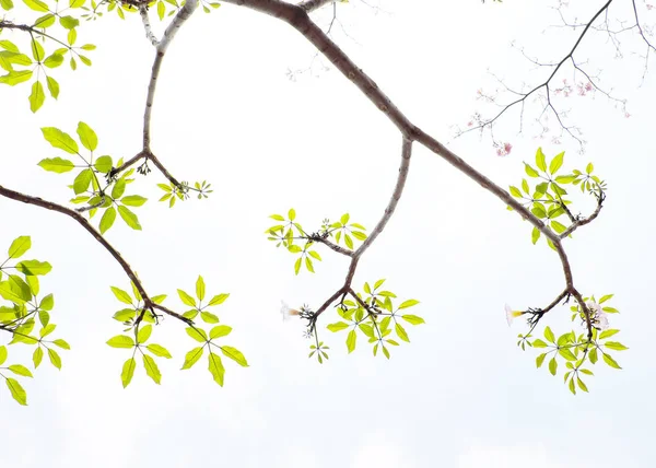 Ветвь дерева с зеленым молодым листом снизу — стоковое фото
