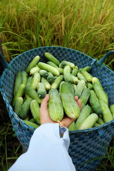 Fazendeiro mãos segurar pepinos apenas colheita — Fotografia de Stock