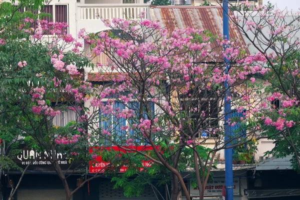 Pembe tabebuia rosea çiçek çiçeklenme kapak eski ev — Stok fotoğraf