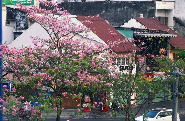 Tabebuia rosea bloem seizoen, roze bloem bloei cover oud huis — Stockfoto