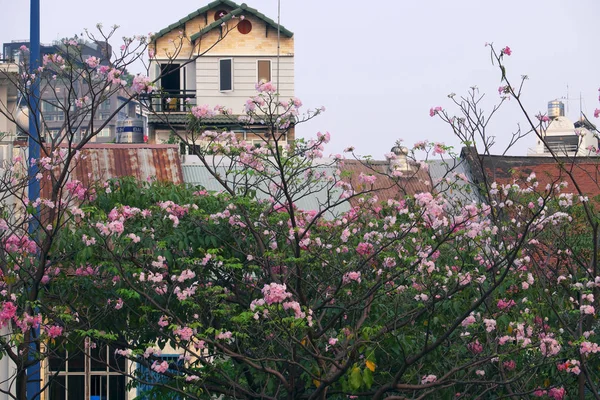 Rosa tabebuia rosea blomma blommar täcker gamla hus — Stockfoto