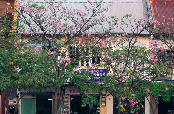 Tabebuia rosea blomma säsong, rosa blomma blommar täcker gamla hus — Stockfoto