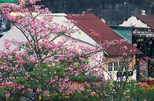 Tabebuia rosea blumensaison, rosa blumenblüte bedeckt altes haus — Stockfoto