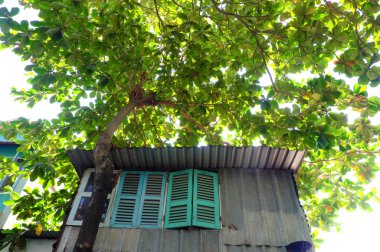 büyük Terminalia catappa tr tarafından ahşap pencere gölgesi ile ev