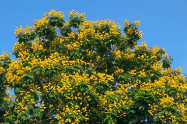 Leopar ağacı mavi gökyüzü ba yeşil yaprak arasında sarı çiçek çiçek