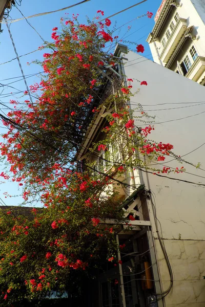 Incroyable maison de ville décor maison façade par bougainvilliers fleur — Photo