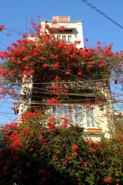 Geweldige Townhouse decor huis gevel door Bougainvillea bloem — Stockfoto