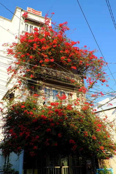 Incroyable maison de ville décor maison façade par bougainvilliers fleur — Photo