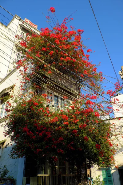 Incroyable maison de ville décor maison façade par bougainvilliers fleur — Photo