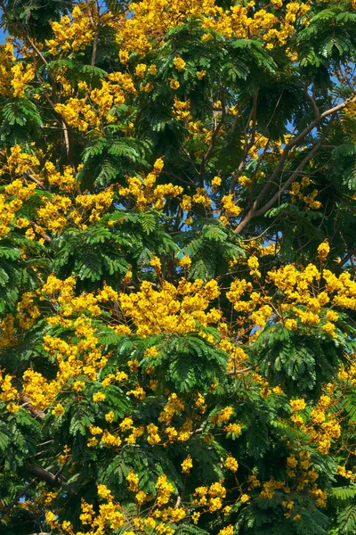 녹색 잎 중 표범 나무 꽃 노란 꽃 — 스톡 사진