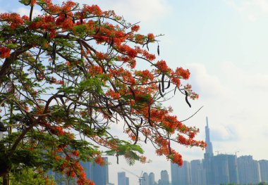 Gösterişli ağaç veya anka çiçeği, s parlak kırmızı çiçekler çiçek
