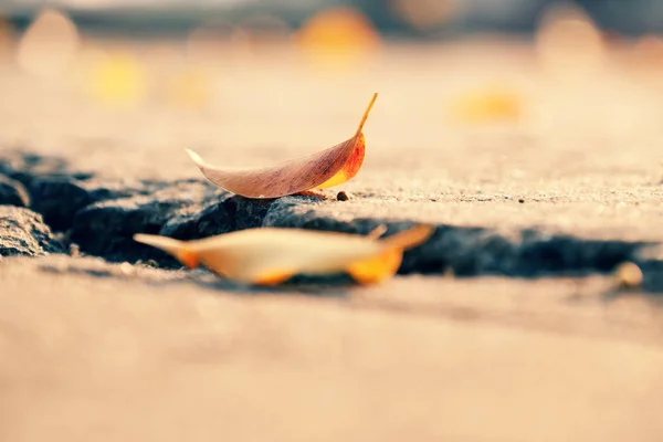 Nahaufnahme von gelben Blättern machen trauriges Konzept mit verschwommenem Hintergrund — Stockfoto
