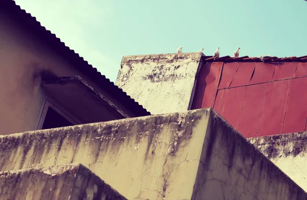 Çatıda güvercinler, karınca dan mimar eğrileri inanılmaz şekil — Stok fotoğraf