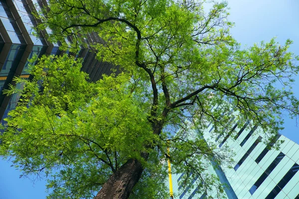 Dos edificios modernos con árbol verde sobre fondo azul cielo —  Fotos de Stock