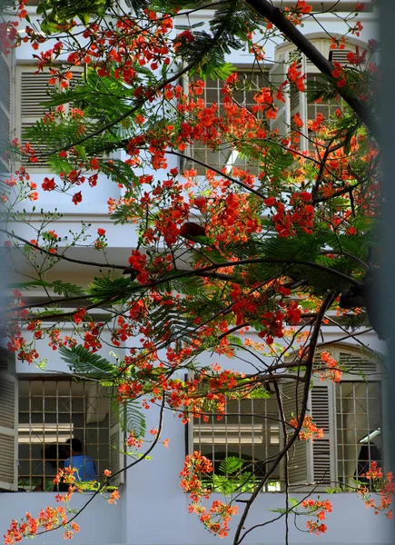 Flamboyant, sommarblommor, Bloom Vibrant i rött på skolan Windo — Stockfoto