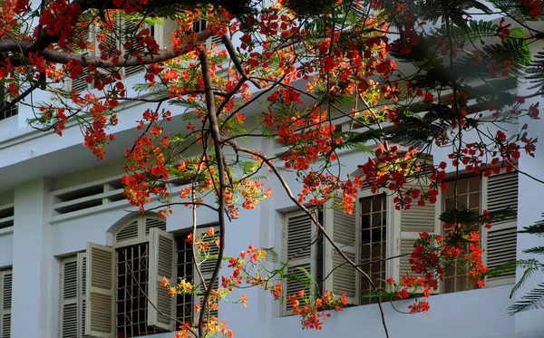 Flamboyant, letní květiny, kvete červeně na školních zimkách — Stock fotografie