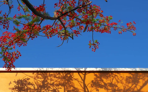 Flor roja del verano, extravagante hacer sombra en la pared amarilla en azul — Foto de Stock