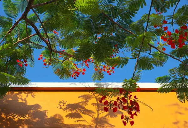 Rote Sommerblume, extravaganter Schatten auf gelber Wand auf blauem Grund — Stockfoto