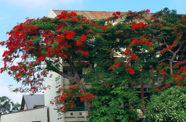 Paisagem urbana incrível com grande folhagem de phoenix flower tre — Fotografia de Stock