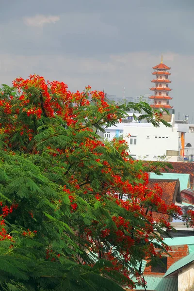 Hermoso árbol de flores de fénix rojo desde la vista superior con pétalo rojo a — Foto de Stock