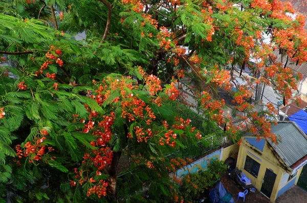 美丽的红凤凰花树从顶视图与红色花瓣 — 图库照片