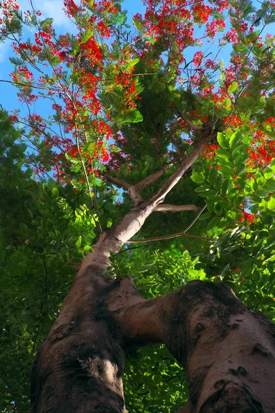 Linda flor de fênix vermelha da vista inferior com forma incrível — Fotografia de Stock