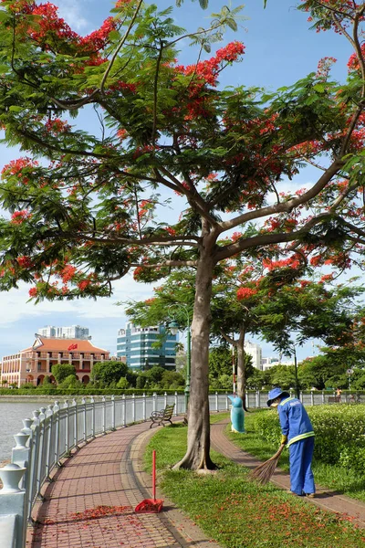 Vietnamese vrouw sanitaire werknemer werken onder Phoenix tree op — Stockfoto