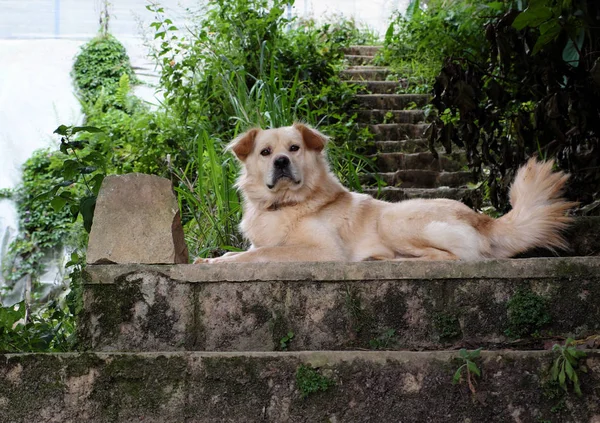 Λευκό μακριά μαλλιά αρσενικό σκυλί που θέσει σε βήμα Παρακολουθήστε το σπίτι — Φωτογραφία Αρχείου