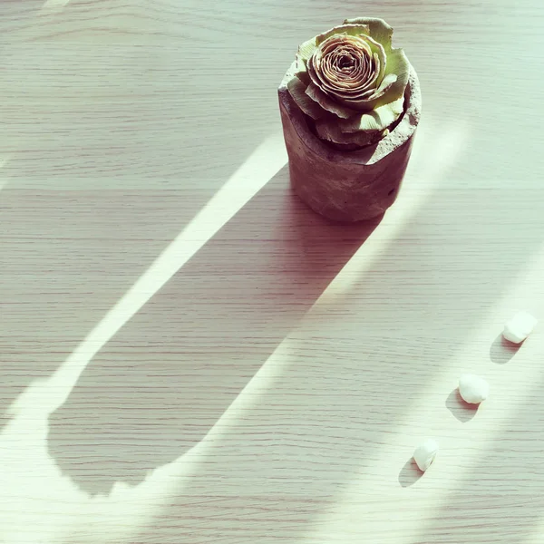 Зелена троянда з ананасового стебла в ручної роботи з цементного горщика на білому — стокове фото
