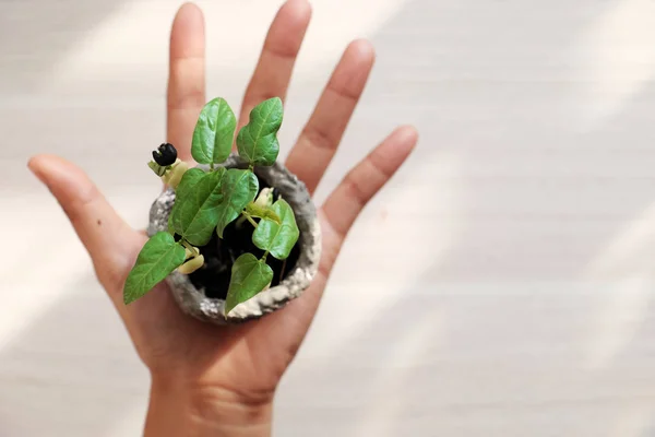 Human hands hold seedlings blurred background on white from top — Stock Photo, Image