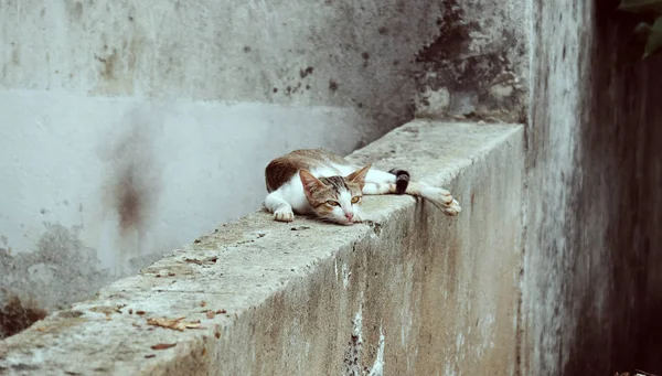 Madre gato pecho lleno de leche scrawny acostado en la pared —  Fotos de Stock