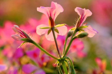 doğa arka plan renkli sardunya çiçeği çiçeği ga canlı